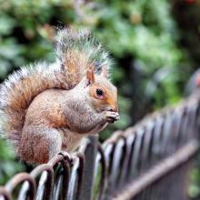 Squirrel in the park