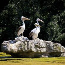Pelicans